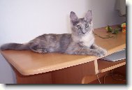 Turkish Angora