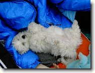 Bichon � poil fris�, Bichon Frise