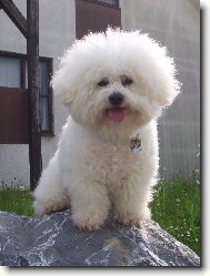 Bichon � poil fris�, Bichon Frise