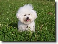 Bichon � poil fris�, Bichon Frise
