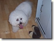 Bichon � poil fris�, Bichon Frise