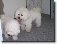Bichon � poil fris�, Bichon Frise
