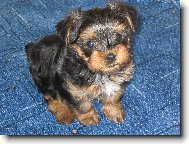 Jork��rsk� terier, Yorkshire Terrier,