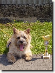 Cairn Terrier