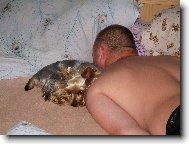 Jork��rsk� terier, Yorkshire Terrier,