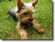 Jork��rsk� terier, Yorkshire Terrier,