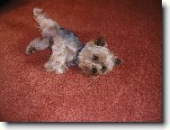 Jork��rsk� terier, Yorkshire Terrier,