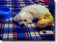 Bichon � poil fris�, Bichon Frise