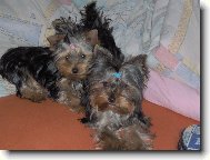 Jork��rsk� terier, Yorkshire Terrier,