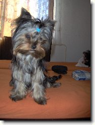 Jork��rsk� terier, Yorkshire Terrier,