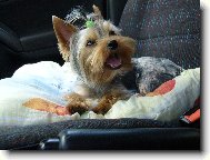 Jork��rsk� terier, Yorkshire Terrier,