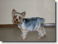 Jork��rsk� terier, Yorkshire Terrier,