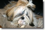 �icu, Shih-Tzu