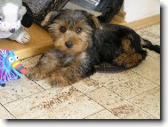 Jork��rsk� terier, Yorkshire Terrier,