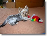 Jork��rsk� terier, Yorkshire Terrier,