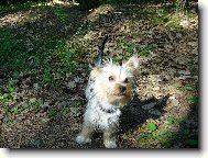Jork��rsk� terier, Yorkshire Terrier,