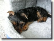 Jork��rsk� terier, Yorkshire Terrier,