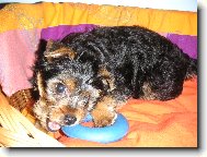 Jork��rsk� terier, Yorkshire Terrier,