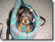 Jork��rsk� terier, Yorkshire Terrier,