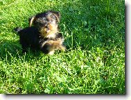 Jork��rsk� terier, Yorkshire Terrier,