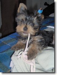 Jork��rsk� terier, Yorkshire Terrier,