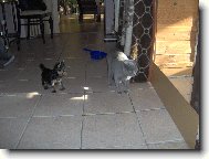 Jork��rsk� terier, Yorkshire Terrier,