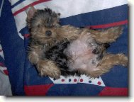 Jork��rsk� terier, Yorkshire Terrier,