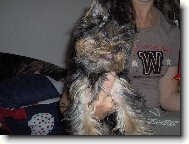 Jork��rsk� terier, Yorkshire Terrier,
