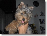 Jork��rsk� terier, Yorkshire Terrier,
