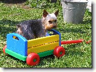 Jork��rsk� terier, Yorkshire Terrier,