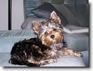 Jork��rsk� terier, Yorkshire Terrier,