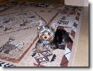 Jork��rsk� terier, Yorkshire Terrier,