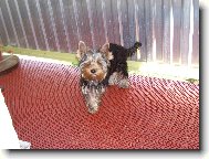 Jork��rsk� terier, Yorkshire Terrier,
