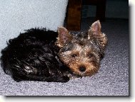Jork��rsk� terier, Yorkshire Terrier,