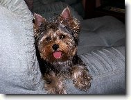Jork��rsk� terier, Yorkshire Terrier,