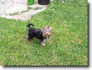 Jork��rsk� terier, Yorkshire Terrier,