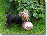 Jork��rsk� terier, Yorkshire Terrier,