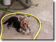 Jork��rsk� terier, Yorkshire Terrier,