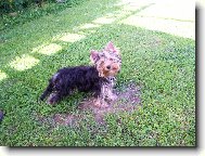 Jork��rsk� terier, Yorkshire Terrier,