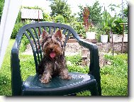 Jork��rsk� terier, Yorkshire Terrier,