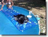 �icu, Shih-Tzu