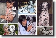 Dalmatinac, Dalmatian