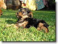 Jork��rsk� terier, Yorkshire Terrier,
