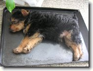 Jork��rsk� terier, Yorkshire Terrier,