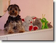 Jork��rsk� terier, Yorkshire Terrier,