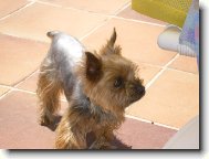 Jork��rsk� terier, Yorkshire Terrier,