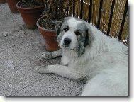 Chien de Montagne des Pyr�n�es