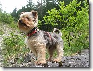 Jork��rsk� terier, Yorkshire Terrier,