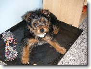 Jork��rsk� terier, Yorkshire Terrier,