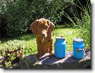 R�vidsz�r� Magyar Vizsla, Hungarian Short-haired Pointing Dog